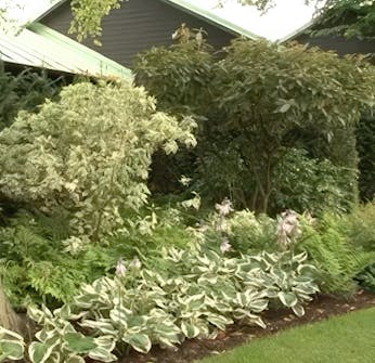 Planlegging av staudebed bestemt farge Planlegging av staudebed bestemt farge